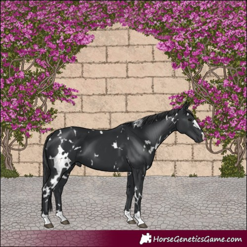 Horse Color:White Spotted Black 