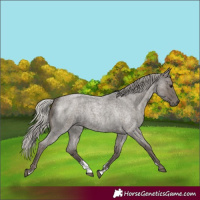 Horse Color:Silver Blue Roan Sabino