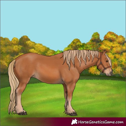 Horse Color:Unknown 