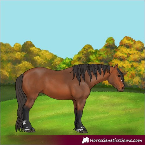 Horse Color:Bay 