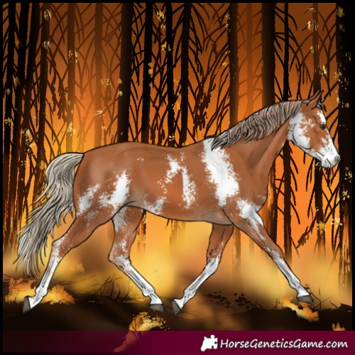 Horse Color:Chestnut Sabino 