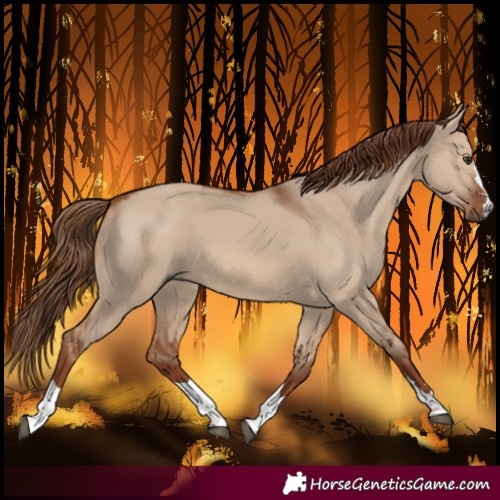 Horse Color:Red Dun