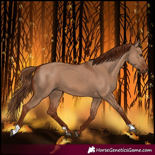 Horse Color:Red Dun