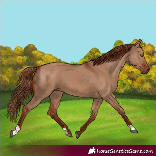 Horse Color:Red Dun 