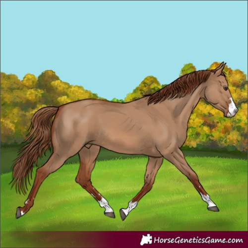 Horse Color:Red Dun 