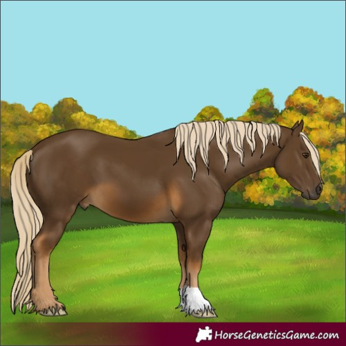 Horse Color:Chocolate Palomino