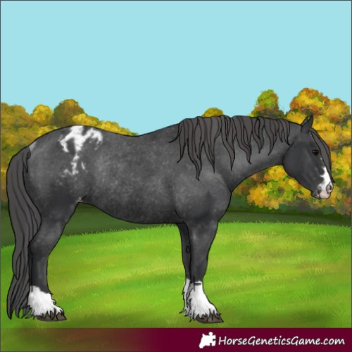 Horse Color:Black Appaloosa Rabicano 