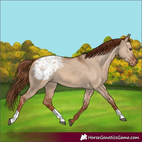 Horse Color:Red Dun Appaloosa 