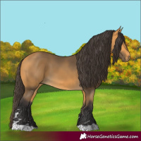 Horse Color:Buckskin