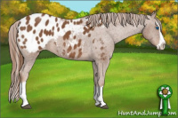 Horse Color:Chestnut Splash Appaloosa 