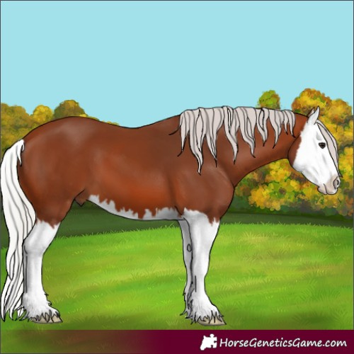 Horse Color:Silver Brown Splash 