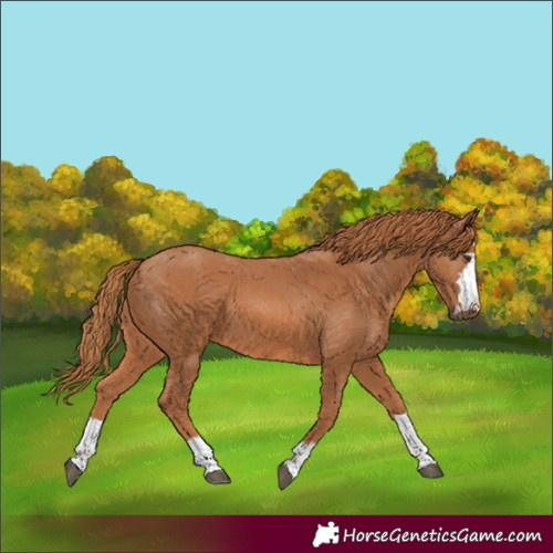 Horse Color:Chestnut 