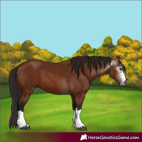 Horse Color:Gray Bay 
