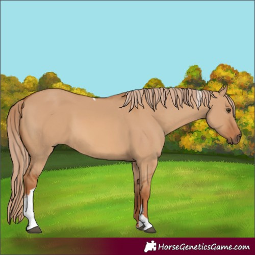 Horse Color:Red Dun Tobiano