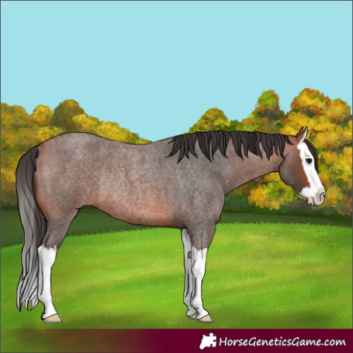 Horse Color:Bay Roan Splash Rabicano