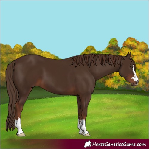 Horse Color:Liver Chestnut