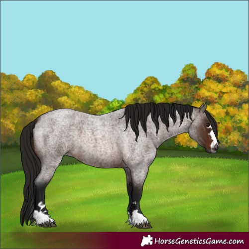 Horse Color:Gray Bay Roan 