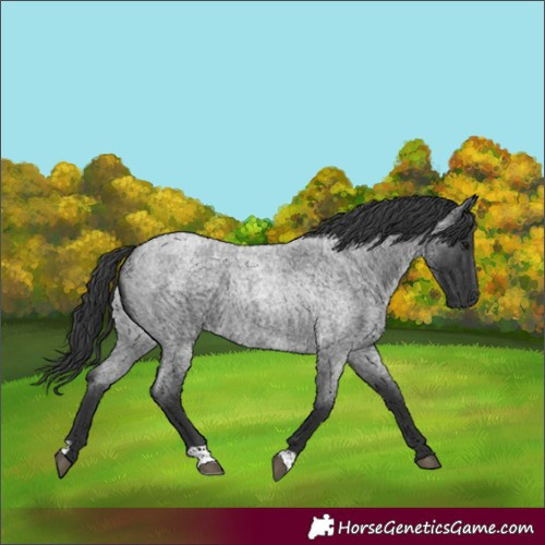 Horse Color:Blue Roan