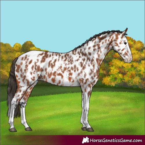 Horse Color:Bay Splash Tobiano Leopard and Bay Splash Tobiano Leopard