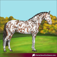 Horse Color:Bay Splash Tobiano Appaloosa and Bay Splash Tobiano Appaloosa