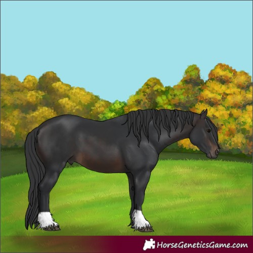Horse Color:Brown 