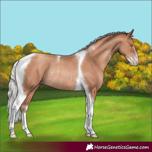 Horse Color:Silver Classic Champagne Sabino Tobiano Rabicano 
