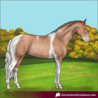 Horse Color:Silver Classic Champagne Sabino Tobiano Rabicano 