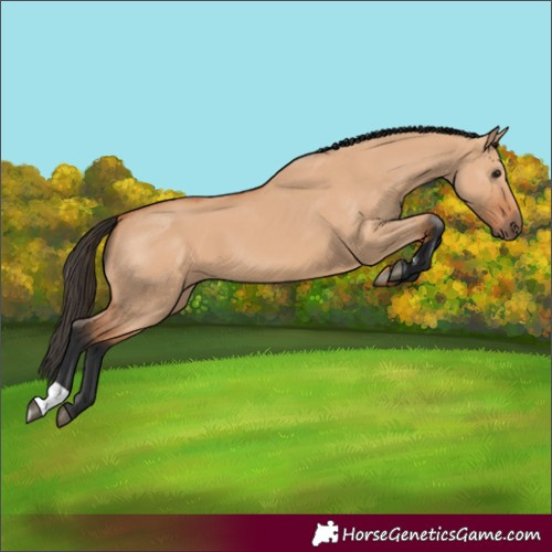Horse Color:Unknown 