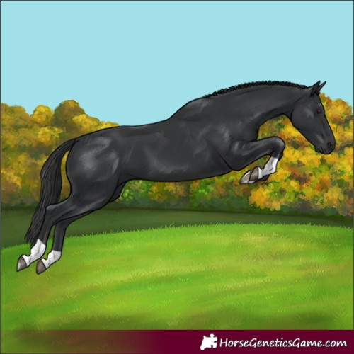 Horse Color:Unknown 