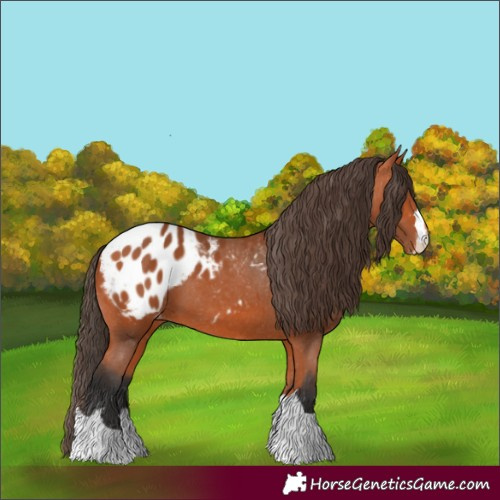 Horse Color:Bay Appaloosa