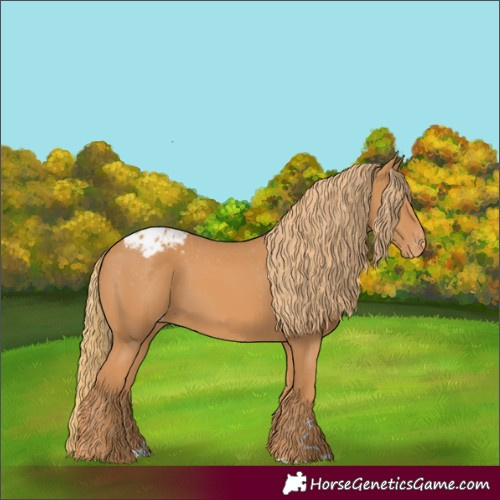 Horse Color:Chestnut Appaloosa