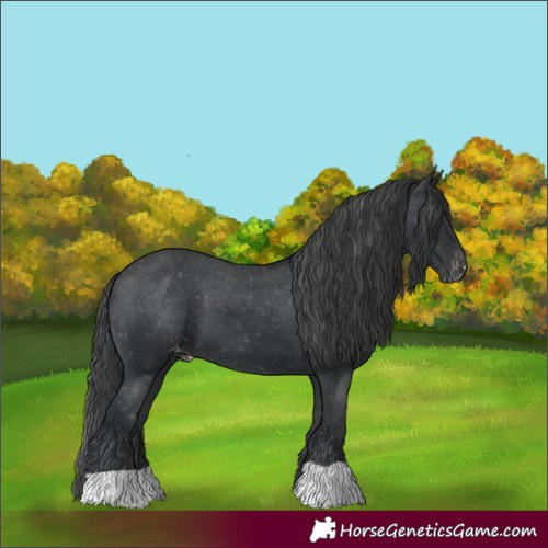Horse Color:Black Appaloosa