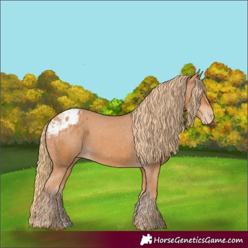 Horse Color:Chestnut Appaloosa
