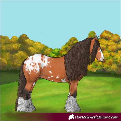 Horse Color:Bay Appaloosa 