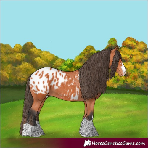Horse Color:Bay Appaloosa