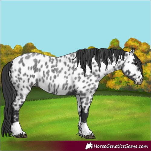 Horse Color:Blue Roan Appaloosa 