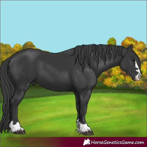 Horse Color:Black 