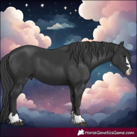 Horse Color:Black 