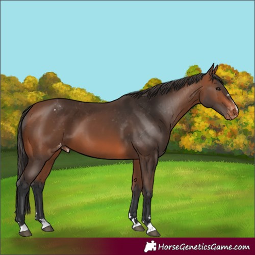 Horse Color:Bay Varnish