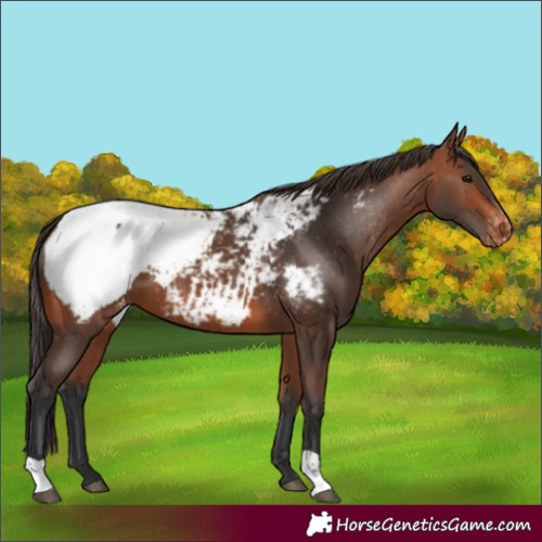Horse Color:Bay Snowcap