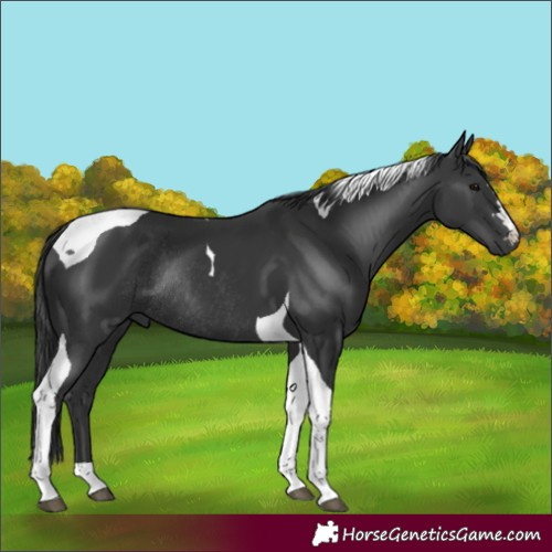 Horse Color:Black Tobiano Rabicano