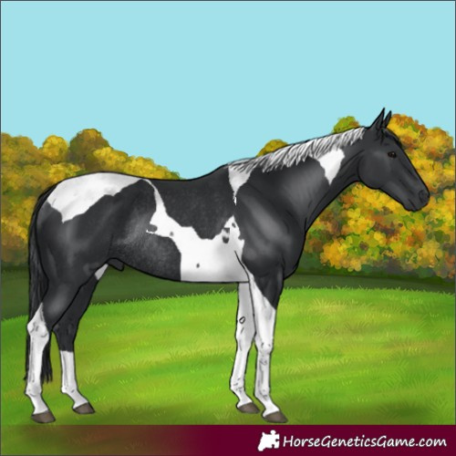 Horse Color:Black Tobiano Rabicano 