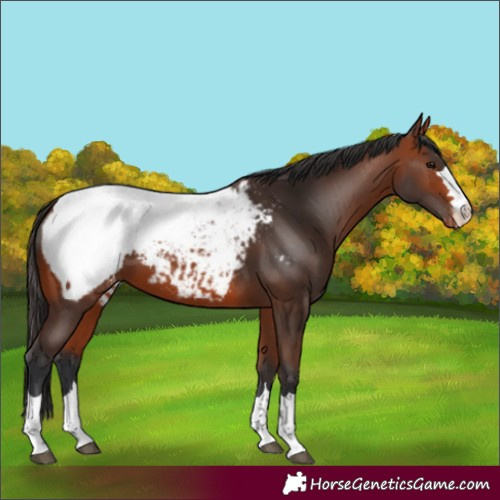 Horse Color:Bay Appaloosa