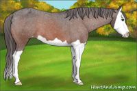 Horse Color:Bay Splash Appaloosa