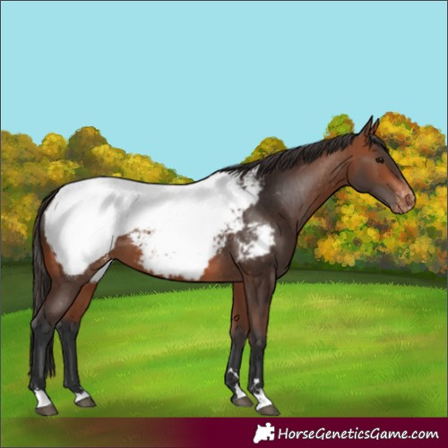 Horse Color:Bay Appaloosa
