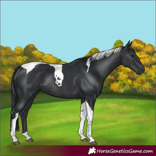 Horse Color:Black Tobiano Rabicano