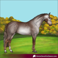 Horse Color:Gray Chestnut 