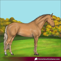 Horse Color:Palomino
