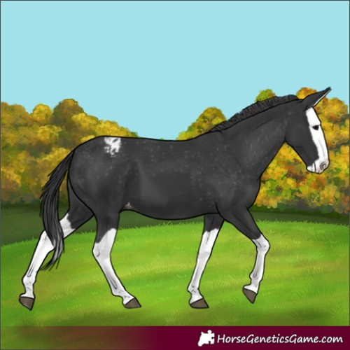Horse Color:Black Splash Appaloosa