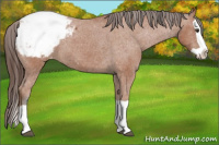 Horse Color:Bay Splash Appaloosa 